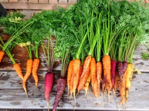 Морковь: описание 28 лучших сортов, характеристика (Фото & Видео) | +Отзывы