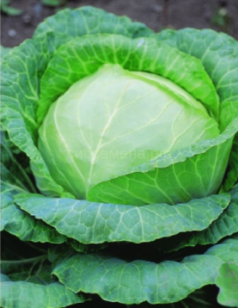 Московская поздняя сорт капусты