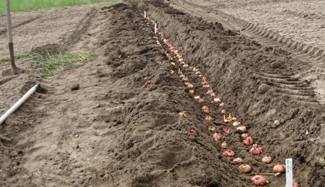 Наклонный участок для гладиолусов с готовыми к посадке луковицами