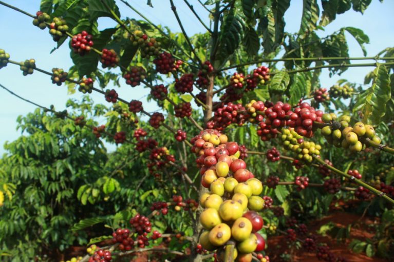 Кофейное дерево в природе. Сорт Эфиопский Харар, арабика