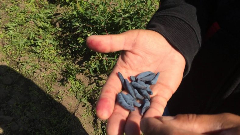 Жимолость: Описание 19 Популярных Сортов (35 Фото) +Отзывы