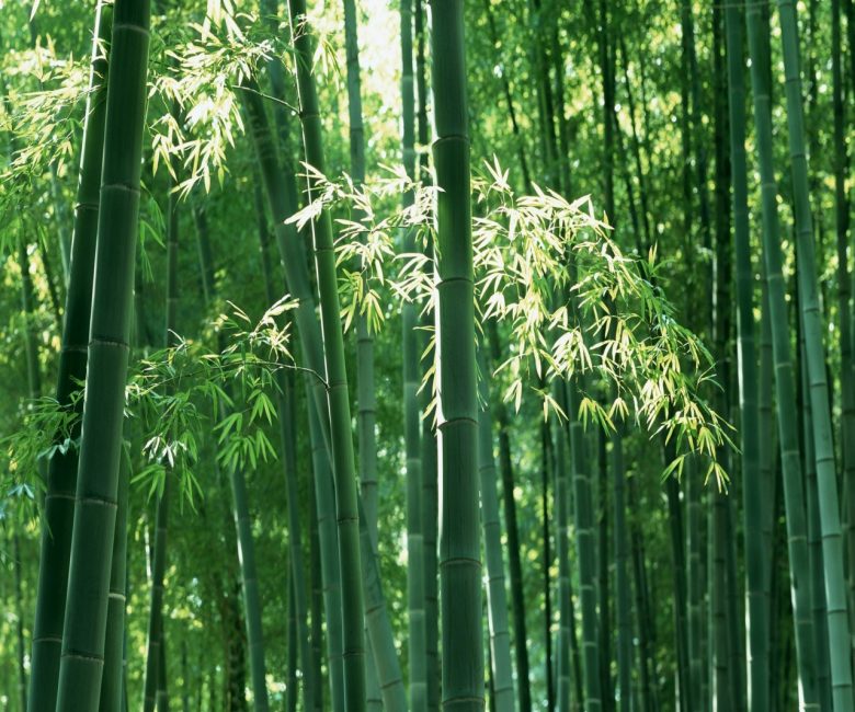 Бамбук принадлежит к семейству злаковых культур