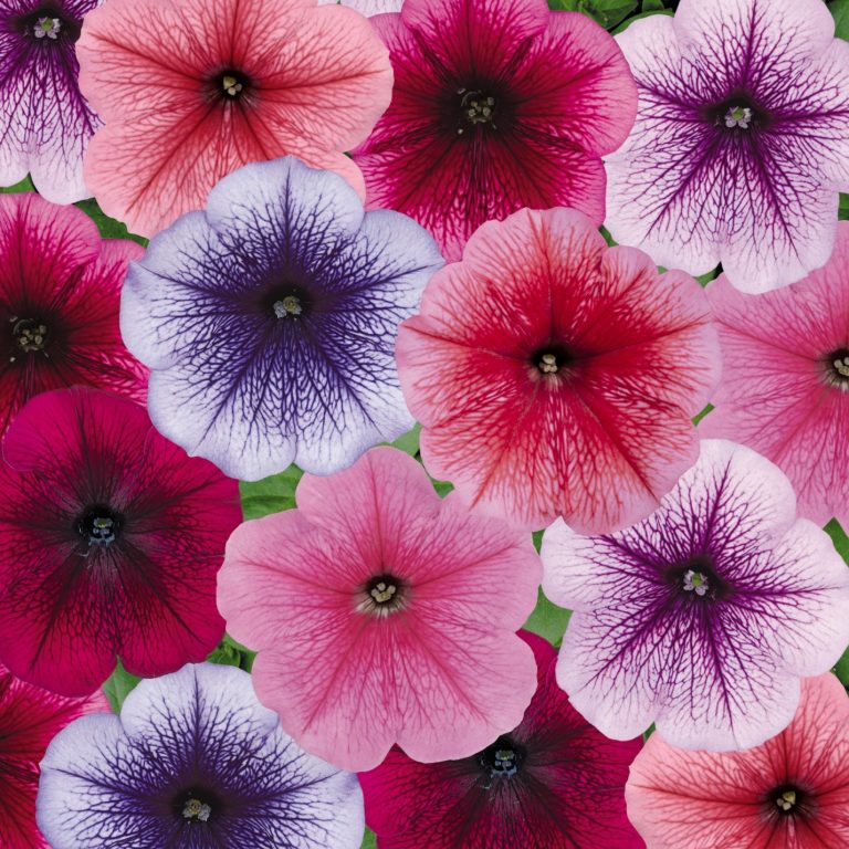 Петуния: Описание 20 Лучших Сортов | (100 Фото) +Отзывы