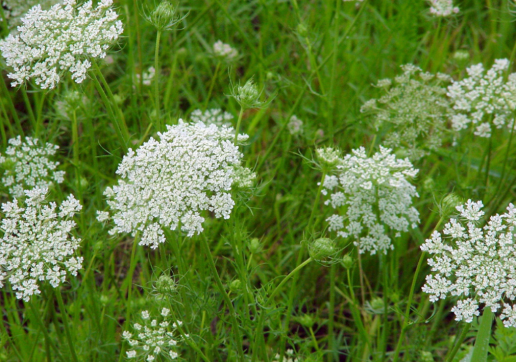 Трава похожая. Морковь Дикая (Daucus carota) сорт дара. Дикая морковь – Queen Anne’s Lace. Морковник обыкновенный. Сорняк Дикая морковь.