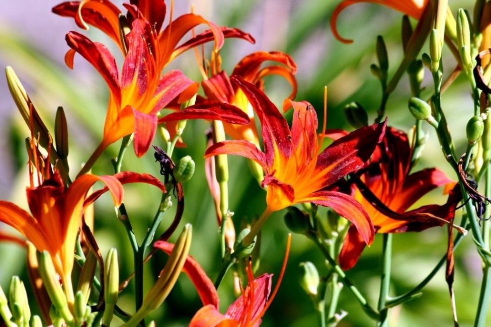 Цветущий «темный» Испанский лилейник. Малое количество цветков в соцветиях говорит о невысокой плодородности почвы