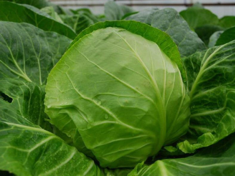 Капуста: Виды, Описание 33 Лучших Сортов | (Фото) +Отзывы