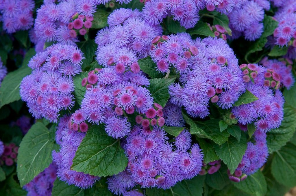 Голубые многолетники садовые цветы фото с названиями