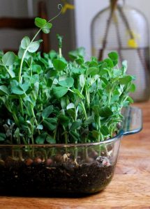 Горох: Описание 43 Самых Популярных Сортов | (Фото) +Отзывы