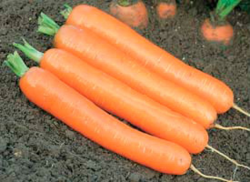 Лосиноостровская морковь