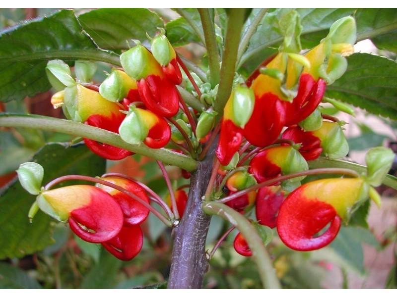 Цветы ниамейского бальзамина