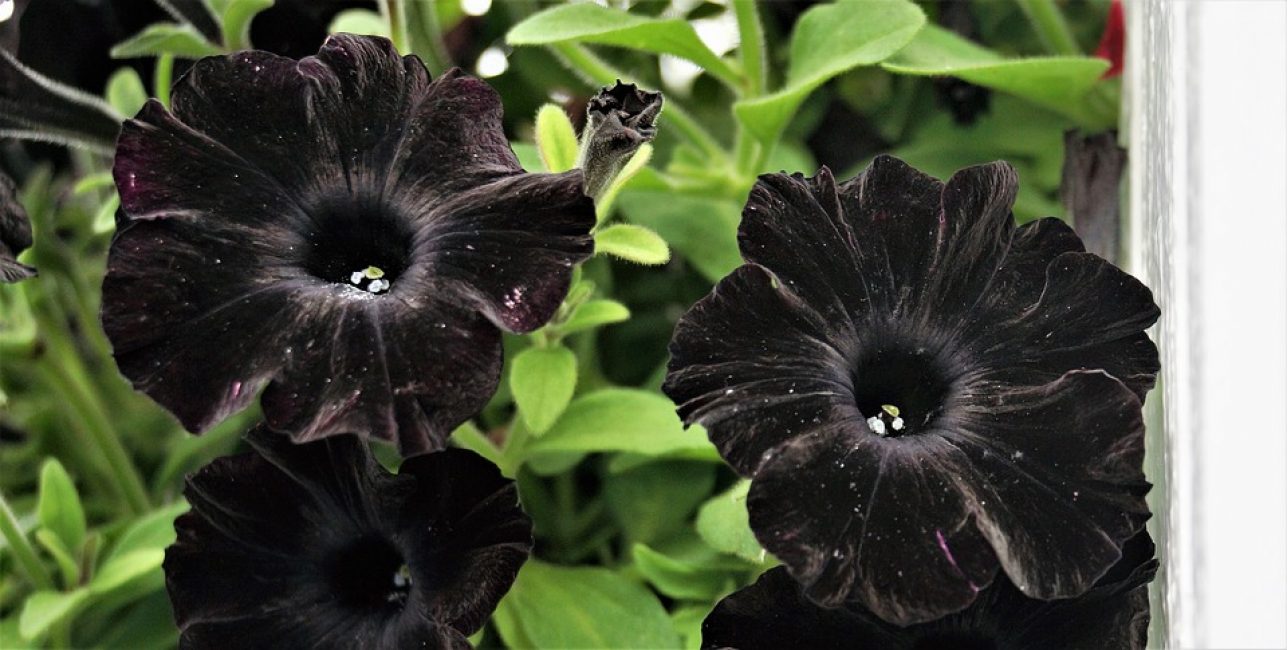 Мистический черный цвет петунии для любителей темных оттенков.