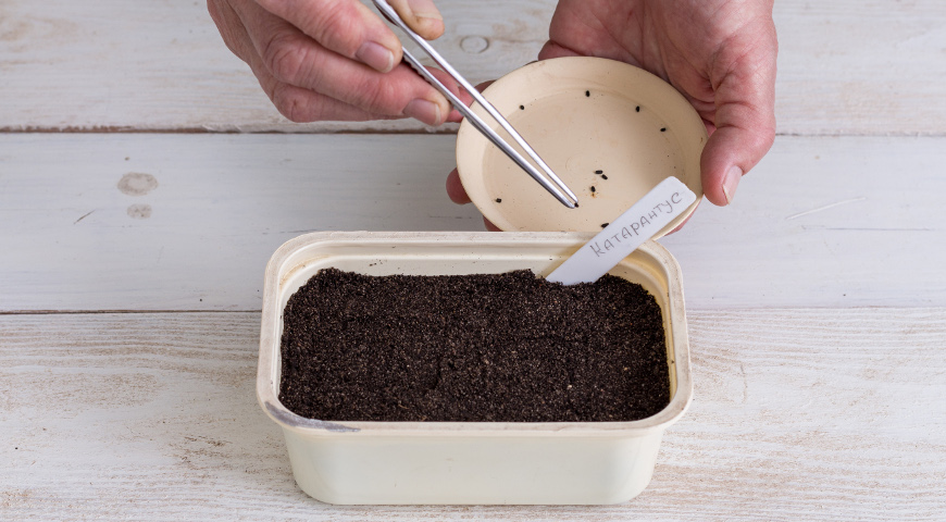 Сеять рассаду нужно в конце февраля – начале марта.