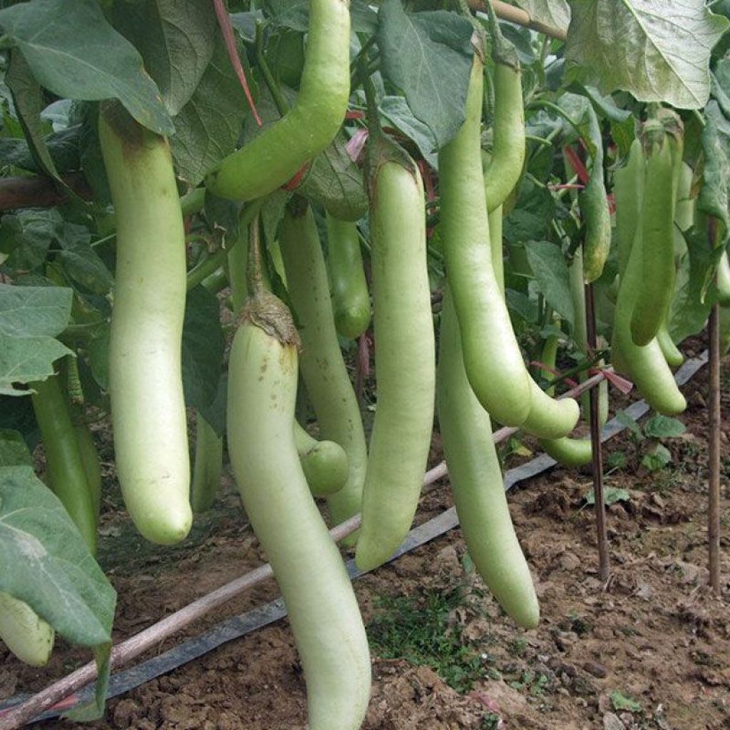 Terong Hijau/ Green long Eggplant