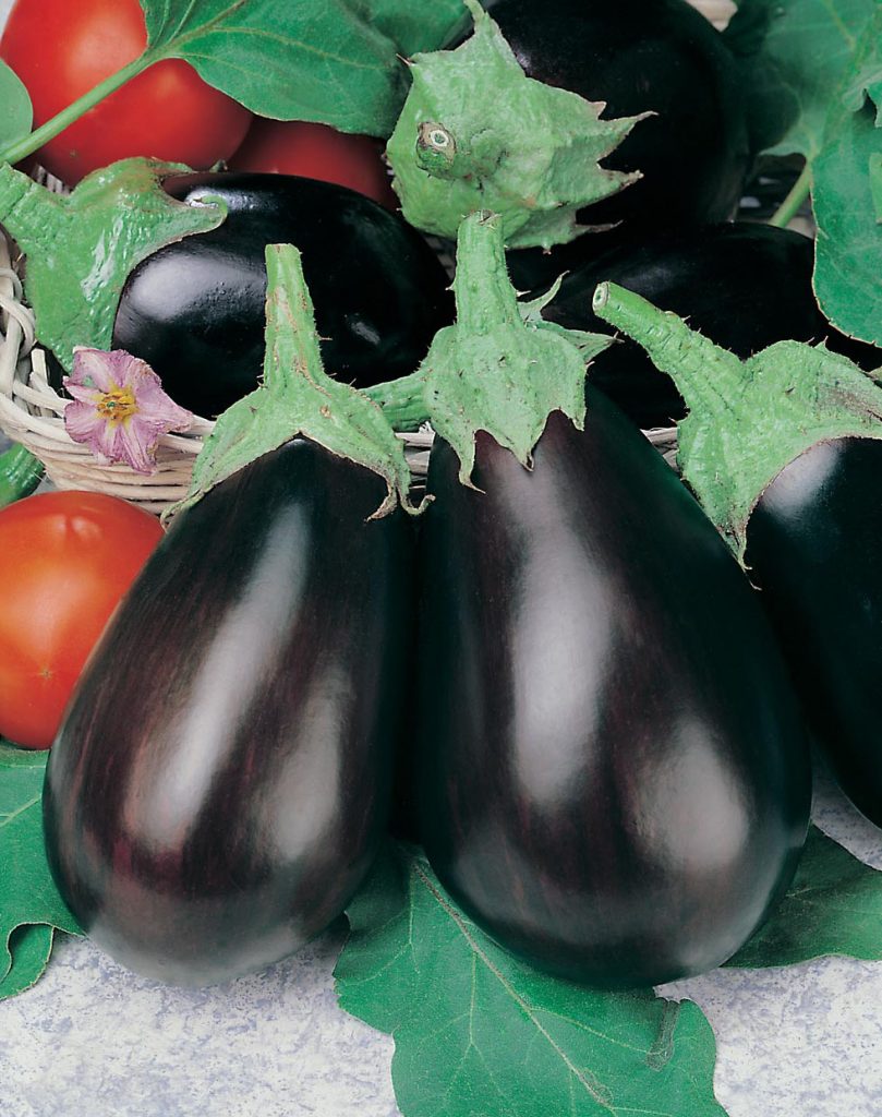 Софья сорт баклажан