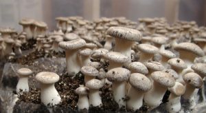 Выращивание грибов в домашних условиях – инструкция для новичков: описание на примере вешенок, шампиньонов, мицелия. Тонкости данного бизнеса (Фото & Видео) +Отзывы