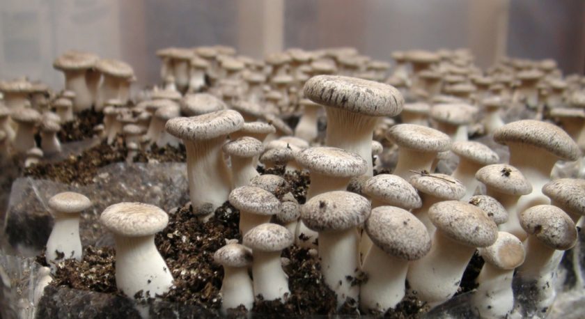 выращивание грибов в домашних условиях