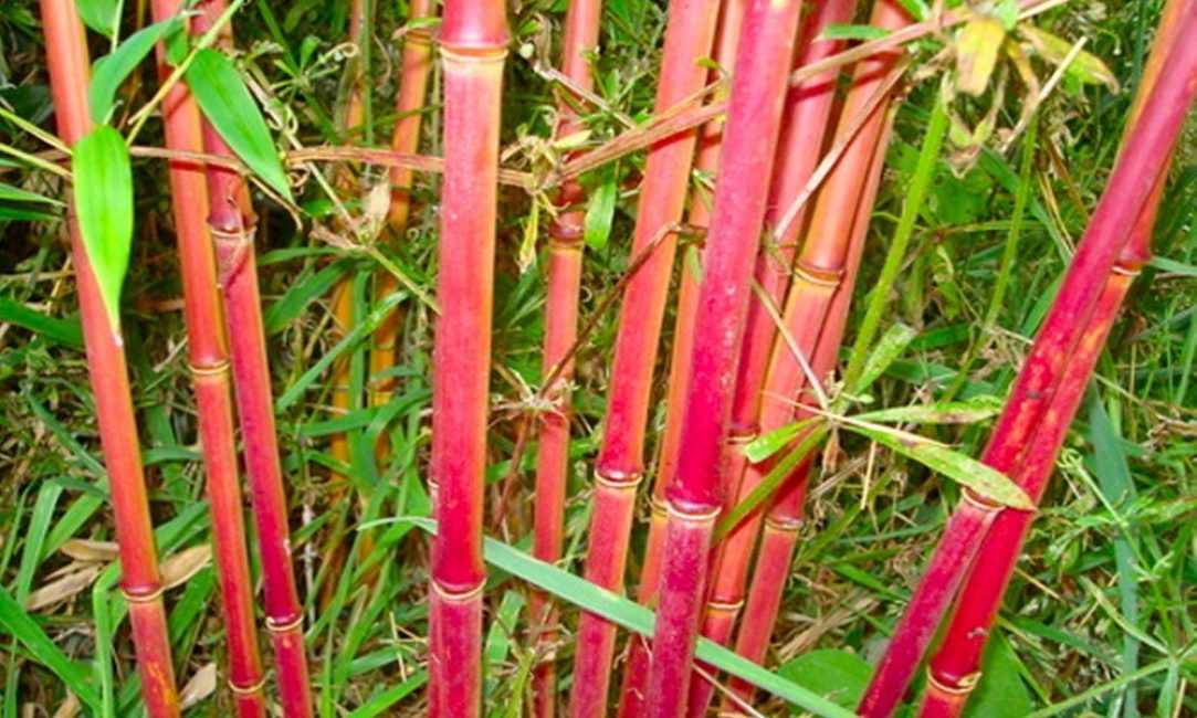 Красный бамбук