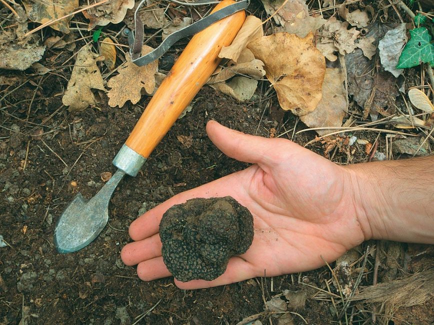 При выкапывании трюфеля из земли можно использовать обычные садовые лопатки для мелких растений