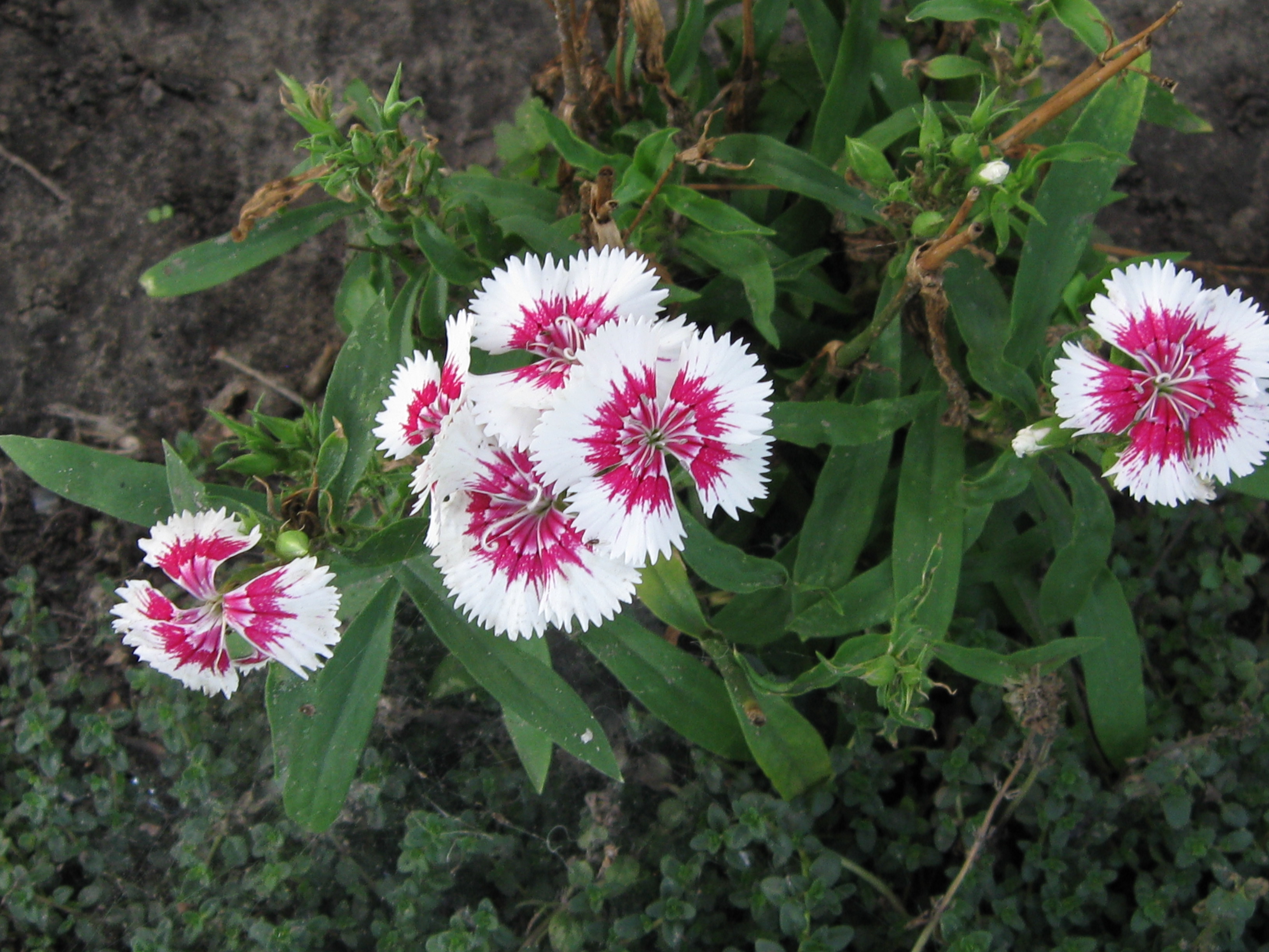 Гвоздика перистая