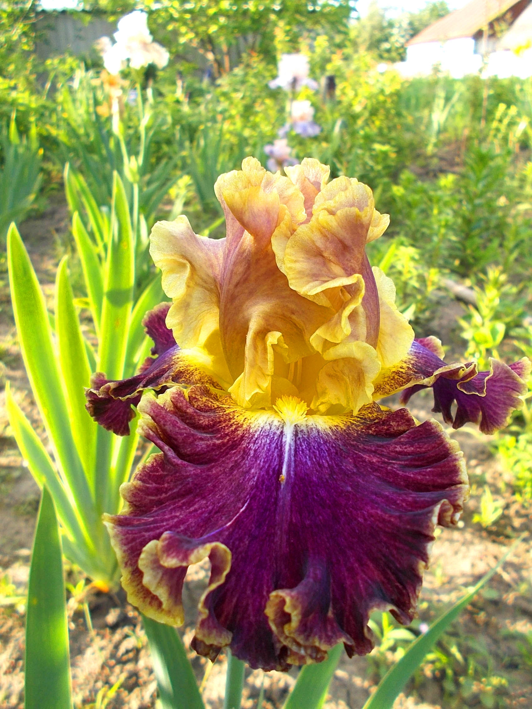 Соблюдая нехитрые правила можно создать красивый и компактный цветник, который будет украшать дачный участок.