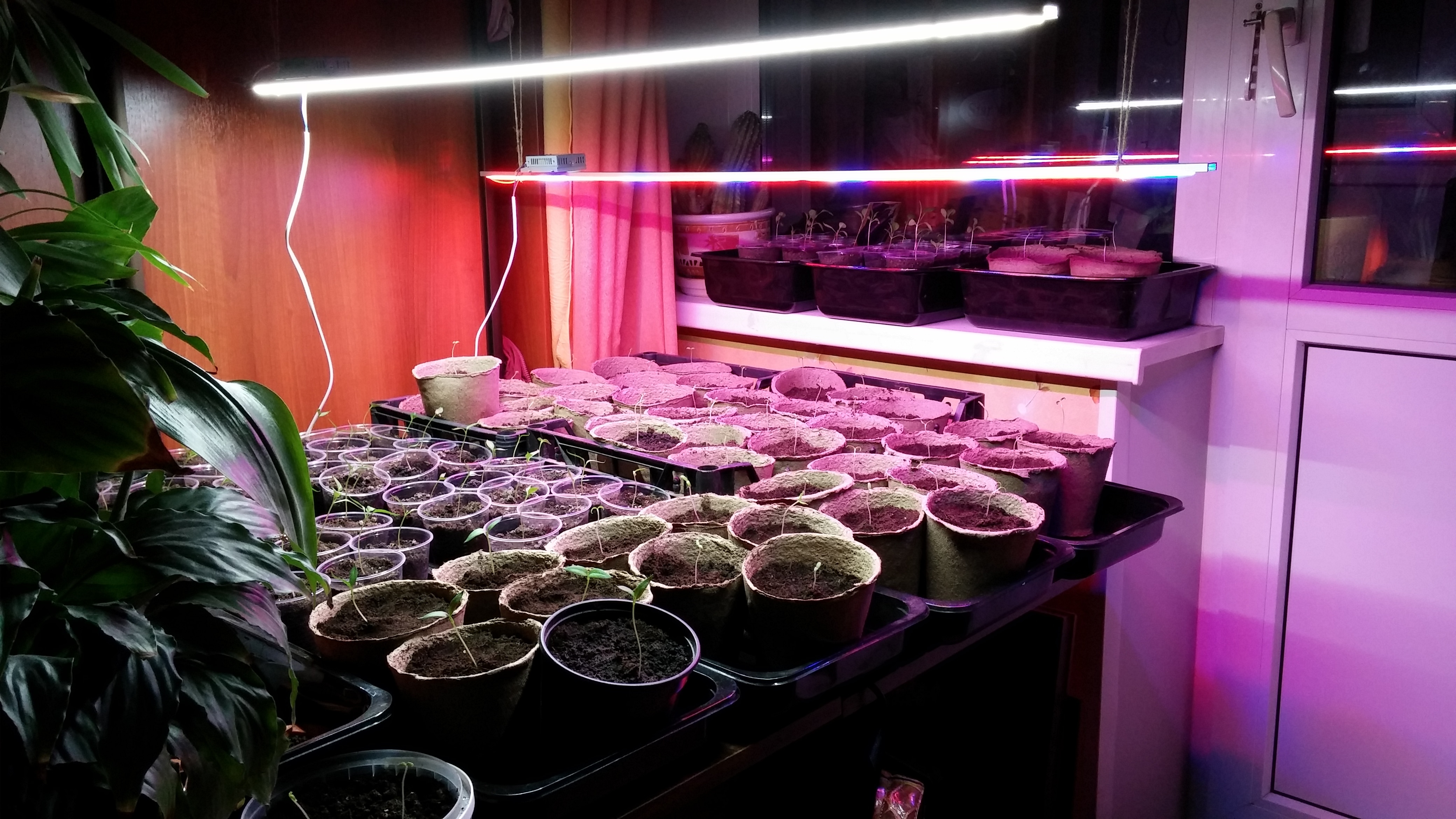 В зимнее время обязательно использование ламп дневного света.