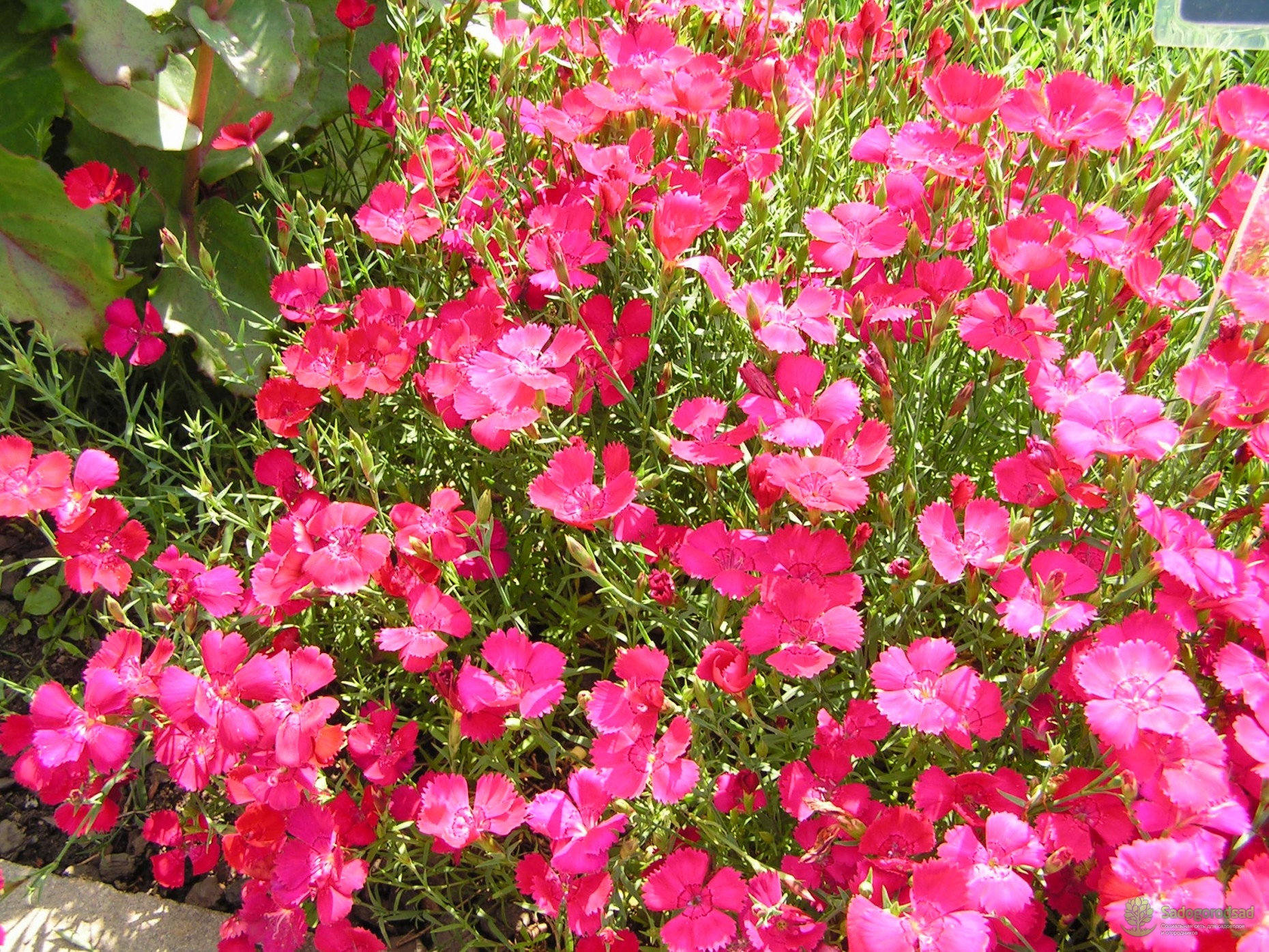 Гвоздика травянка сорт Бриллиант