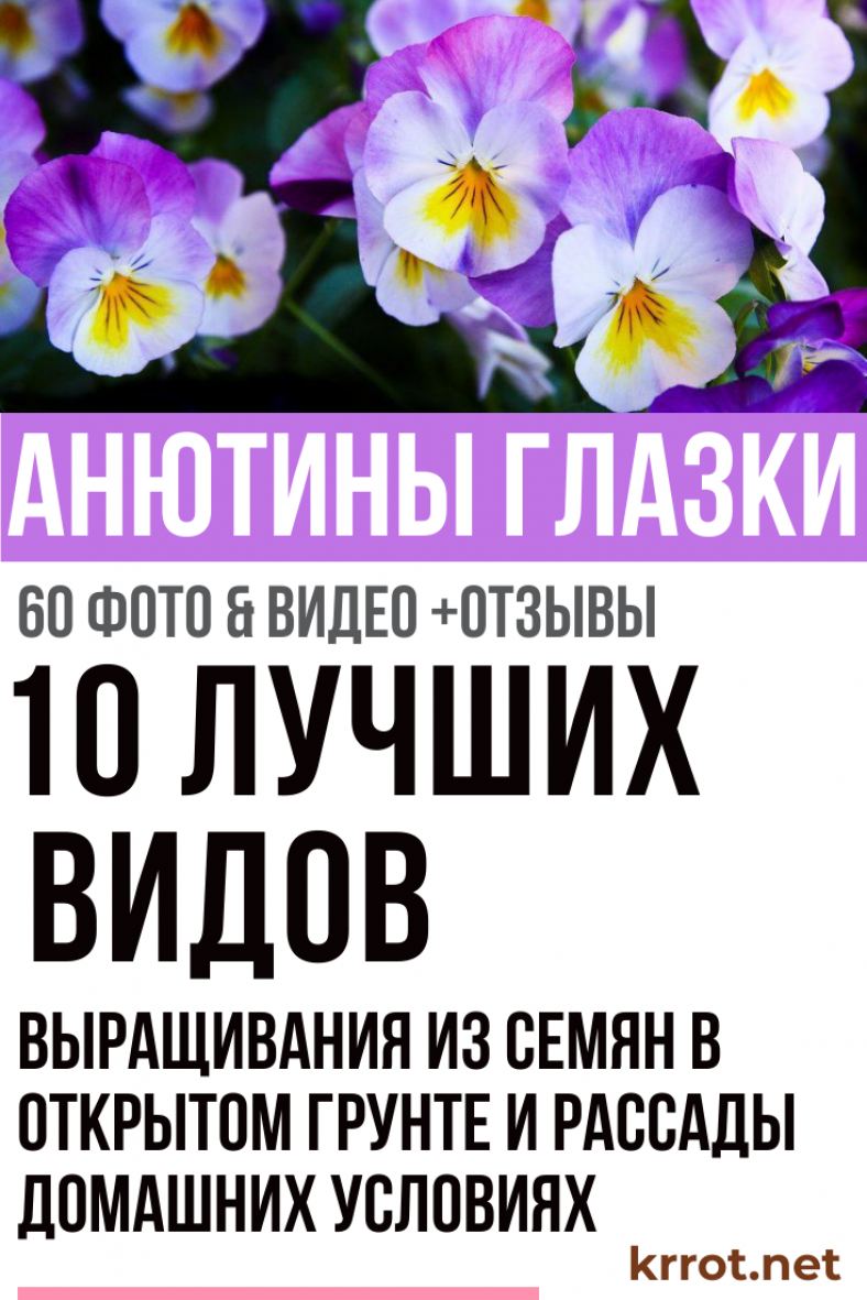 Анютины Глазки: Выращивание из Семян, Уход (60 Фото) +Отзывы