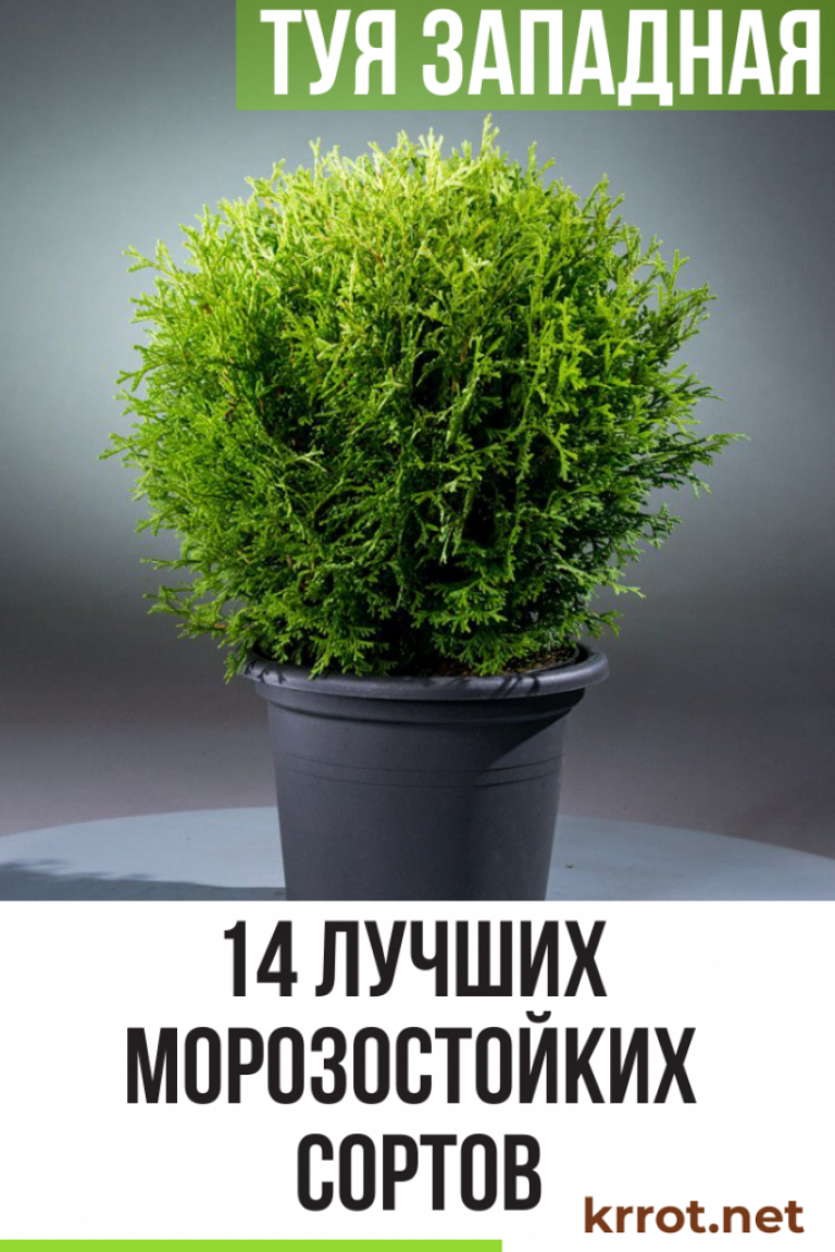 Туя Западная: Описание 14 Сортов, Уход, Размножение | Фото