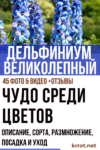 Дельфиниум Великолепный! Описание, сорта, выращивание из семян, размножение, посадка и уход (45 Фото & Видео) +Отзывы дельфиниум посадка и уход