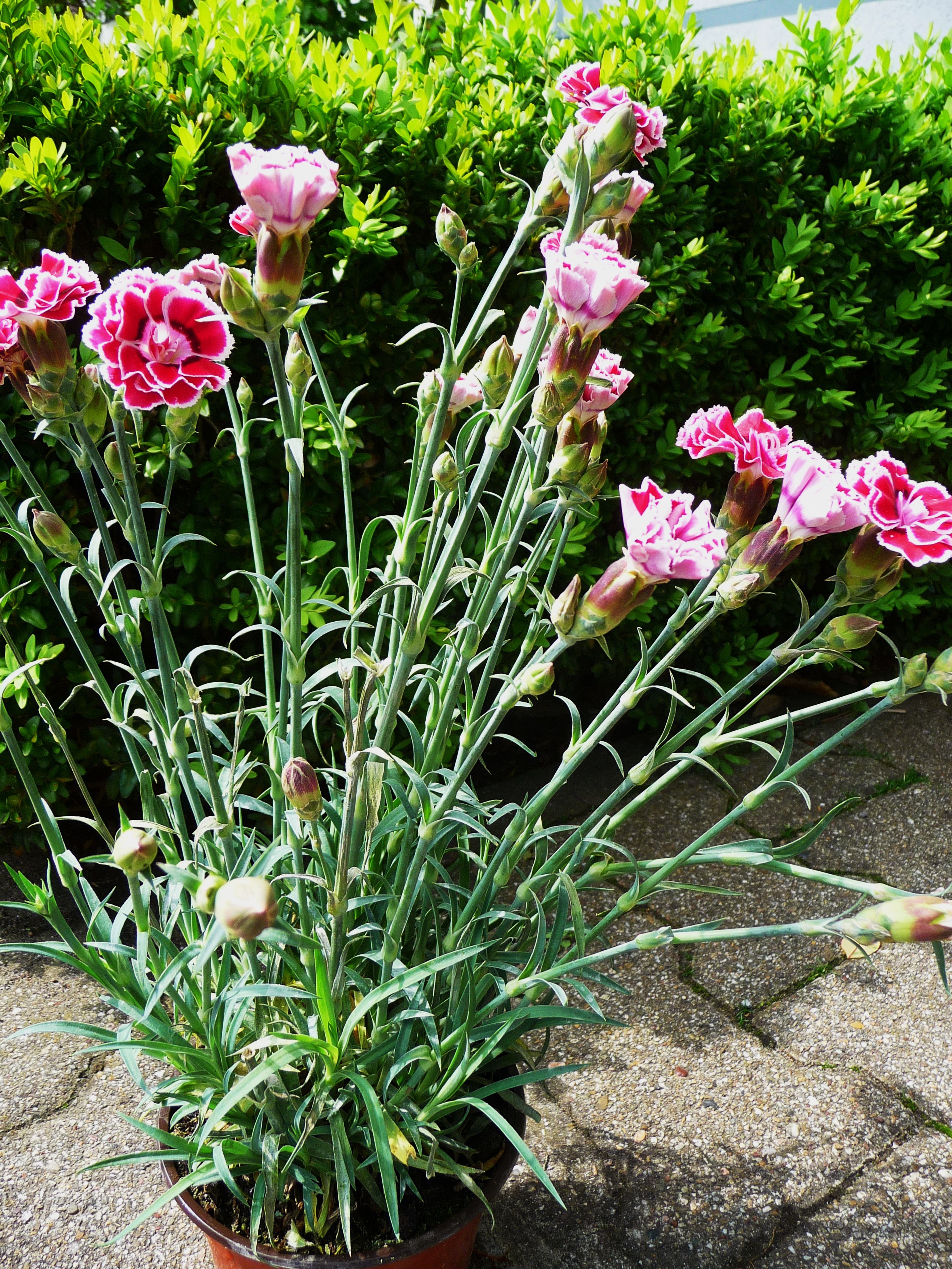 Посаженные в горшке гвоздики