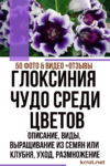 глоксиния в домашних условиях