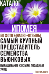ипомея посадка и уход