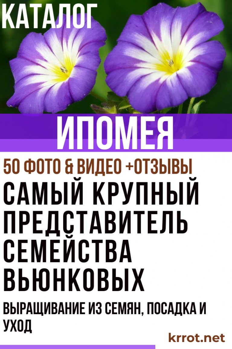 Ипомея: Описание, Сорта, Посадка, Уход | 50 Фото+Отзывы