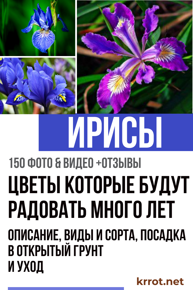Открытка книжка на свадьбу Открытка книжка на свадьбу