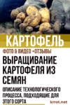 Выращивание картофеля из семян: нужно ли оно? Полное описание технологического процесса, подходящие для этого сорта (Фото & Видео) +Отзывы Картофель