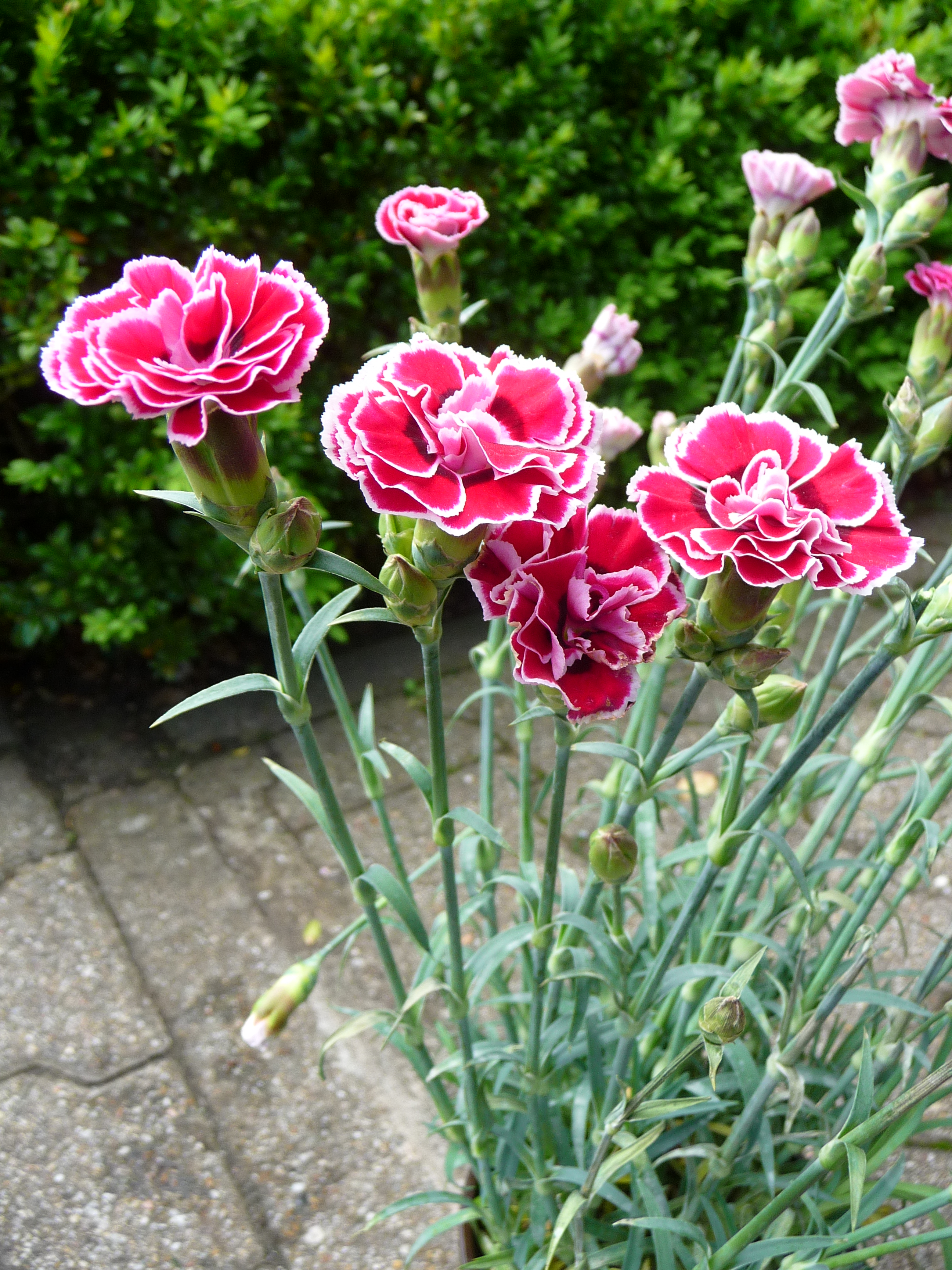 Dianthus caryophyllus гвоздика