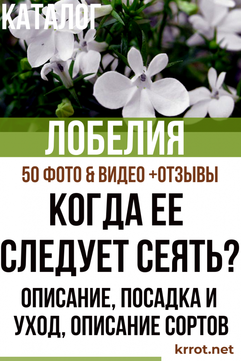 Лобелия: Описание, Посадка и Уход | (50 Фото) +Отзывы