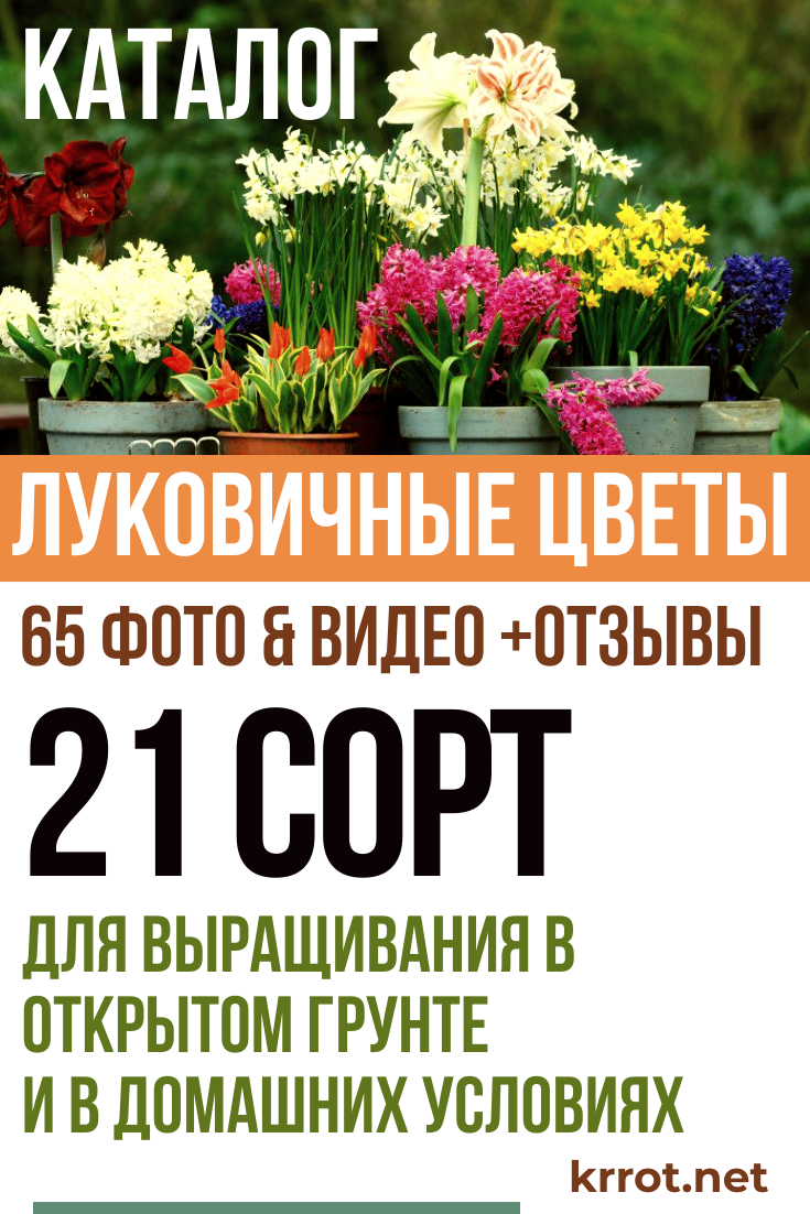 Цветы белой дачи каталог цветов Цветы белой дачи каталог цветов