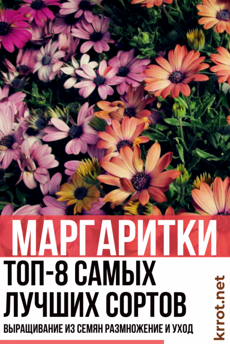Маргаритки: Описание, Выращивание, Уход (50 Фото) +Отзывы