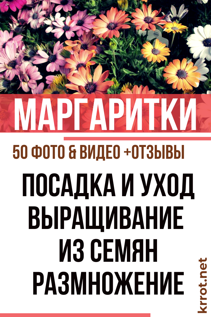 Маргаритки