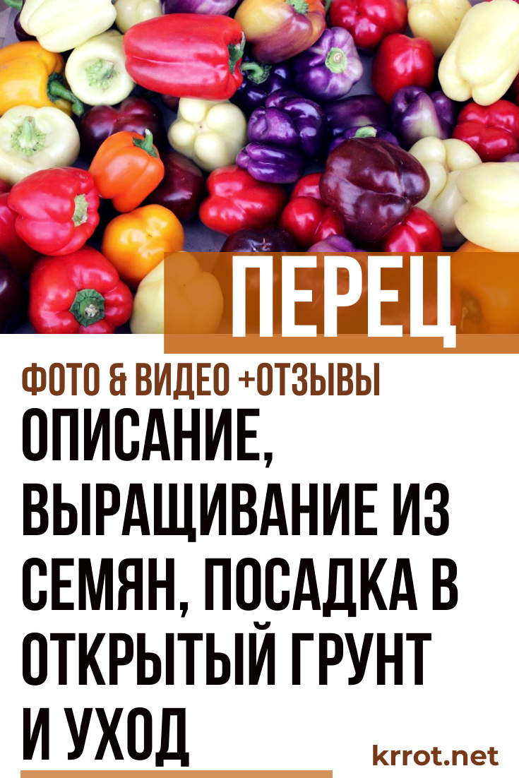 Перец: Описание, Выращивание, Посадка, Уход (Видео) +Отзывы