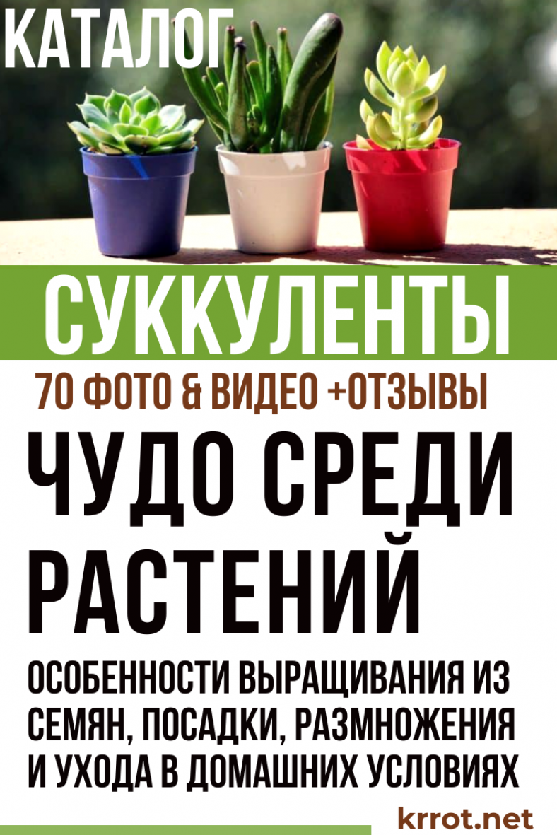 Суккуленты: 20 Видов с Фото - Выращивание, Уход, Размножение