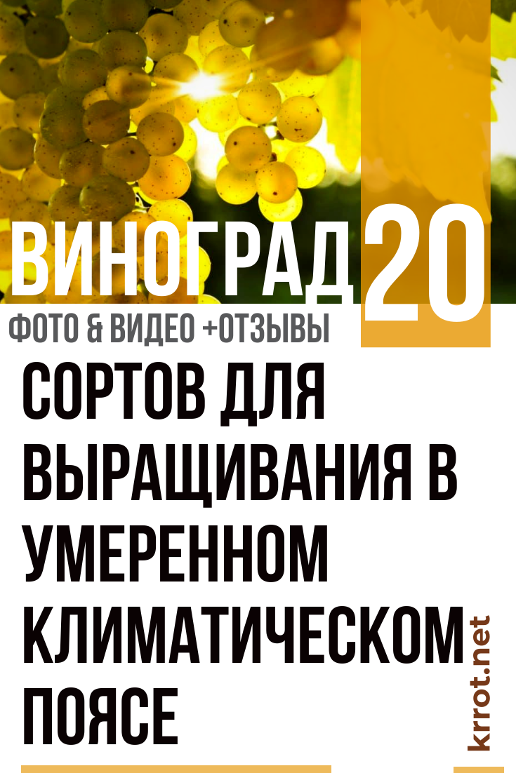 Виноград: Выращивание, Уход, Размножение (Видео) +Отзывы