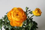 Ранункулюс (Лютик): описание, виды и сорта, выращивание и размножение, посадка в открытый грунт и уход, полезные свойства (50 Фото & Видео) +Отзывы