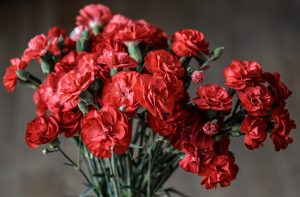 Цветок Гвоздика – описание, виды и сорта, способы выращивания и размножения, посадка и уход (60+ Фото & Видео)