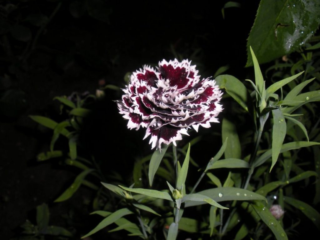 Гвоздика: Описание, Сорта, Посадка, Уход (60+ Фото) +Отзывы