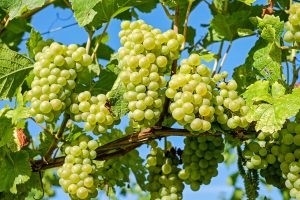 Виноград: описание 20 сортов для выращивания в умеренном климатическом поясе, особенности ухода и размножения в домашних условиях (Фото & Видео) +Отзывы
