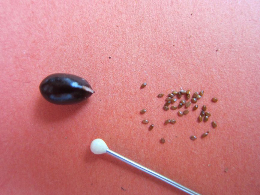 Семена пиона (слева) и колокольчика (справа) в сравнении с булавочной головкой