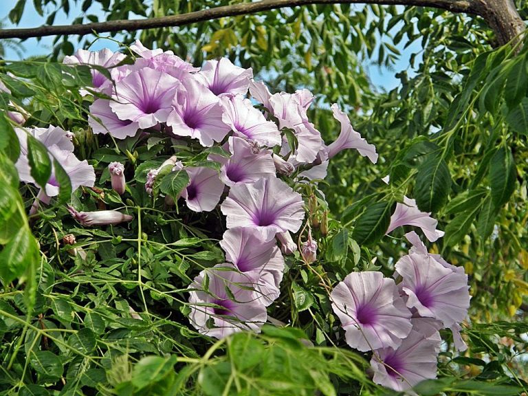 Ипомея: Описание, Сорта, Посадка, Уход | 50 Фото+Отзывы