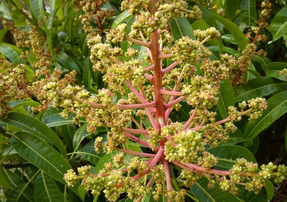 Формирующееся соцветие мангового дерева